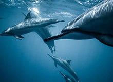 趣体育APP-信苏烈闪现反开挽墨小乔，皖皖哪吒大招收割残血小乔